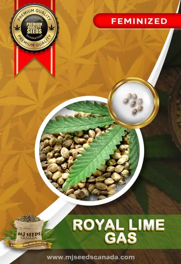 Royal-Lime-Gas-Feminized-Marijuana-Seeds (1)