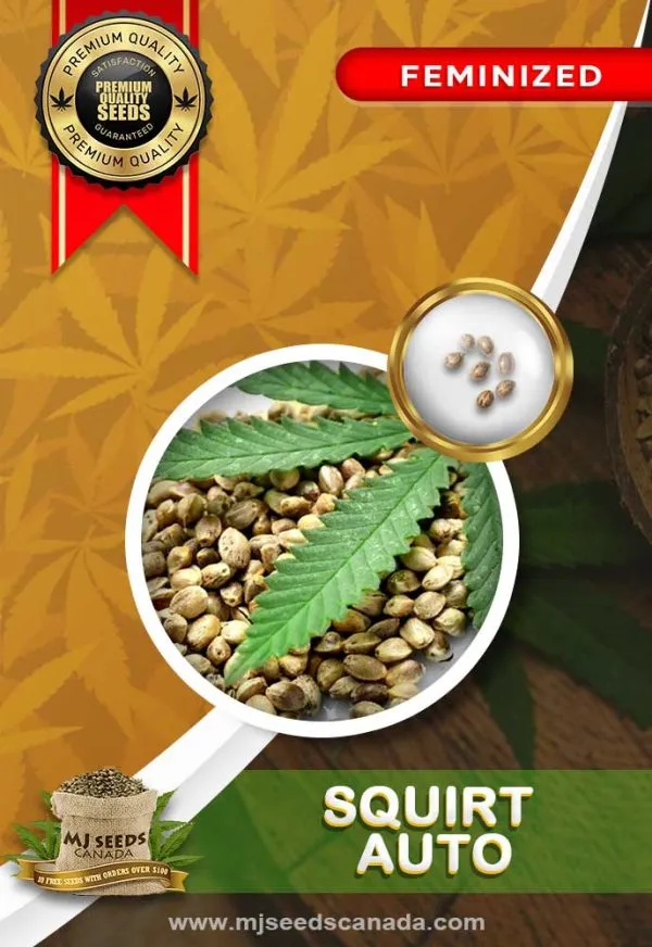 Squirt-Auto (1)